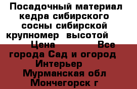 Посадочный материал кедра сибирского (сосны сибирской) крупномер, высотой 3-3.5  › Цена ­ 19 800 - Все города Сад и огород » Интерьер   . Мурманская обл.,Мончегорск г.